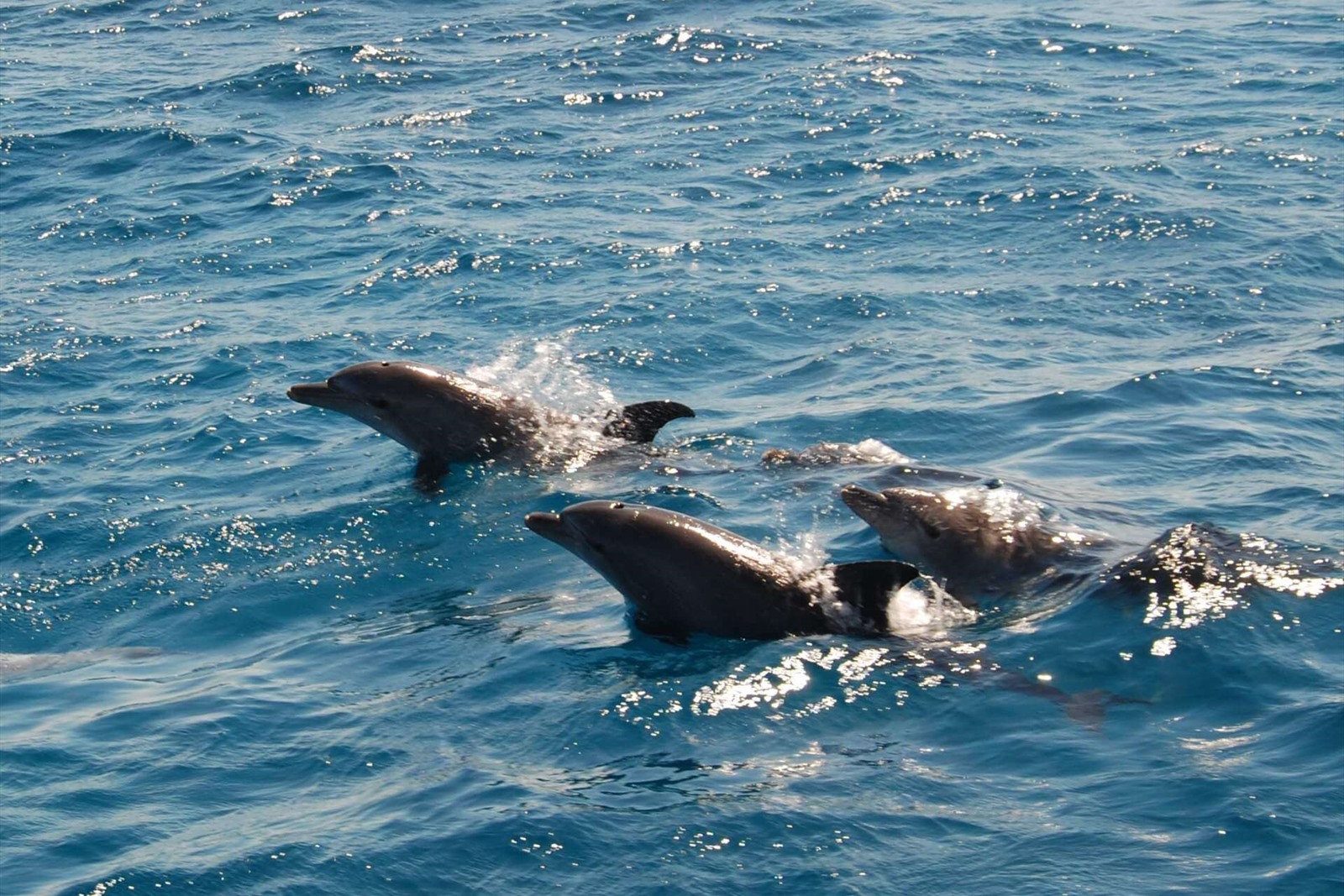Private speedboat - view 5